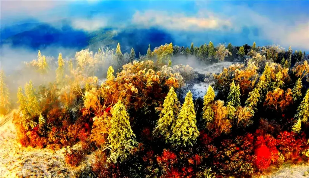 changbai autumn forest